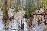 Cypress Swamp_25115